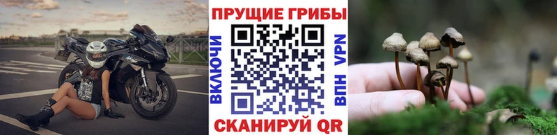 Псилоцибиновые грибы мухоморы  Кедровый 