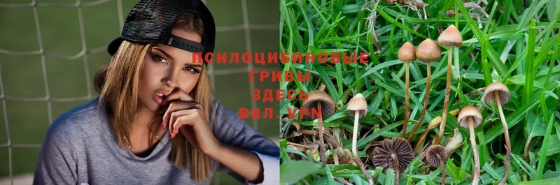 Псилоцибиновые грибы Psilocybe  купить наркотики цена  Кедровый 